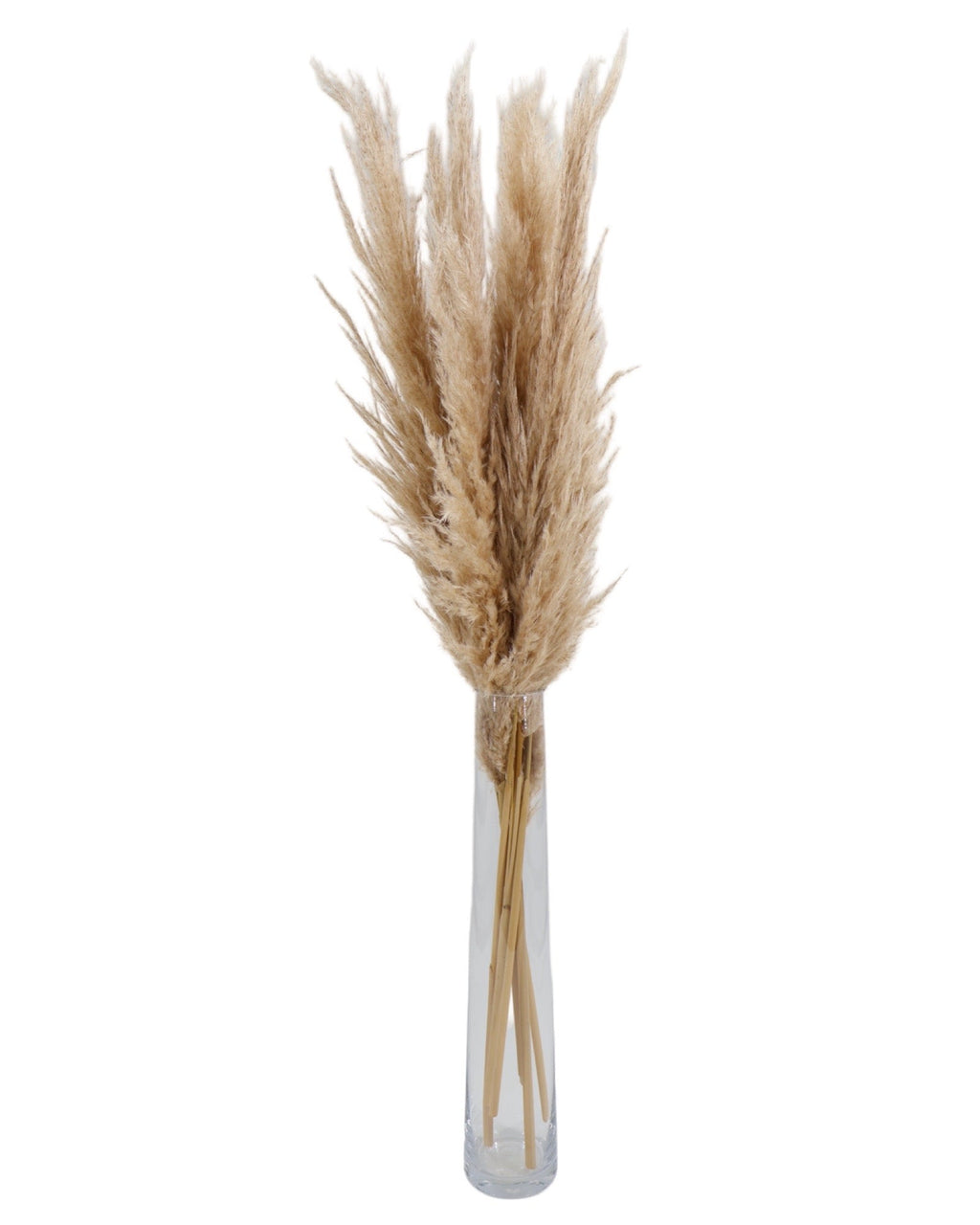Dried pampas grass stems