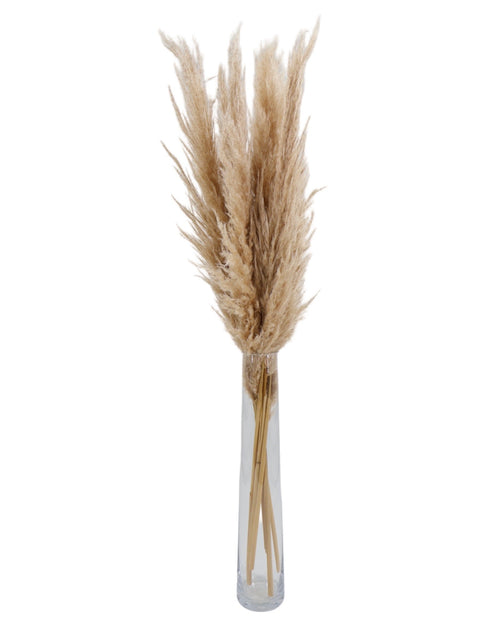 Dried pampas grass stems