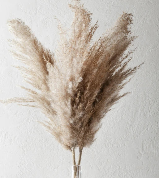 Natural Pampas Grass Dried Flower Bouquet